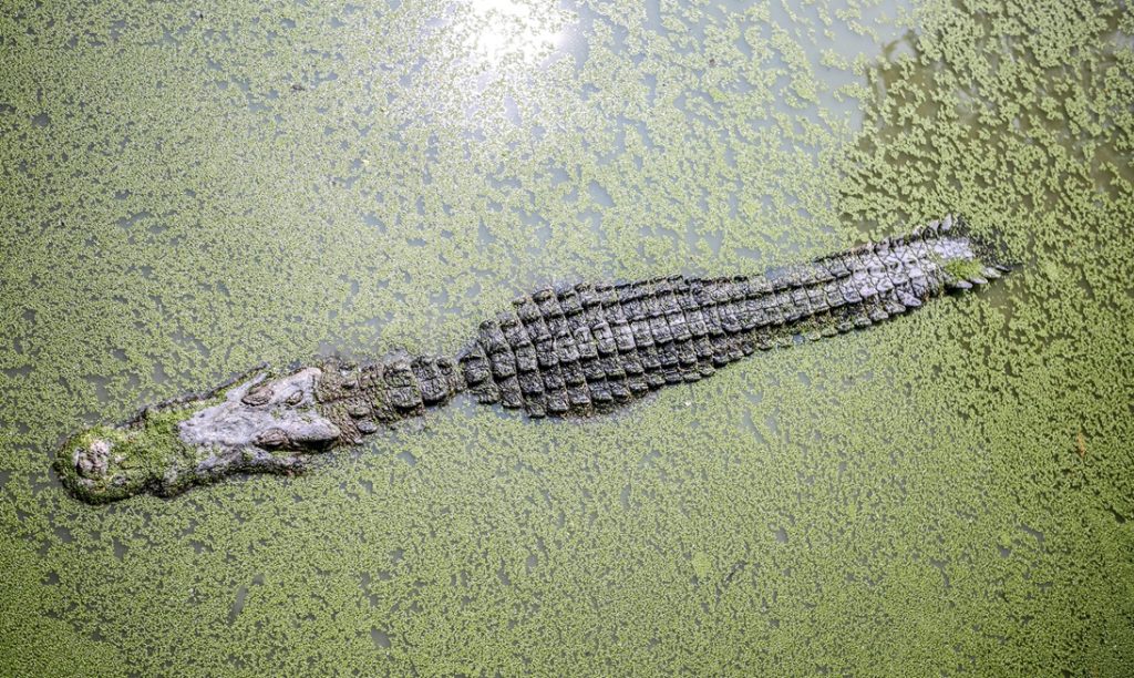 Floridapolisen räddar 270 cm lång alligator från narkotikagömma där den användes i hundkamp
